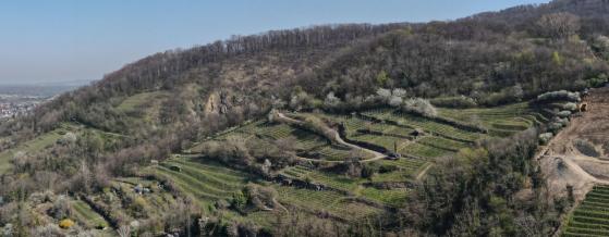 Luftbild Weinberge