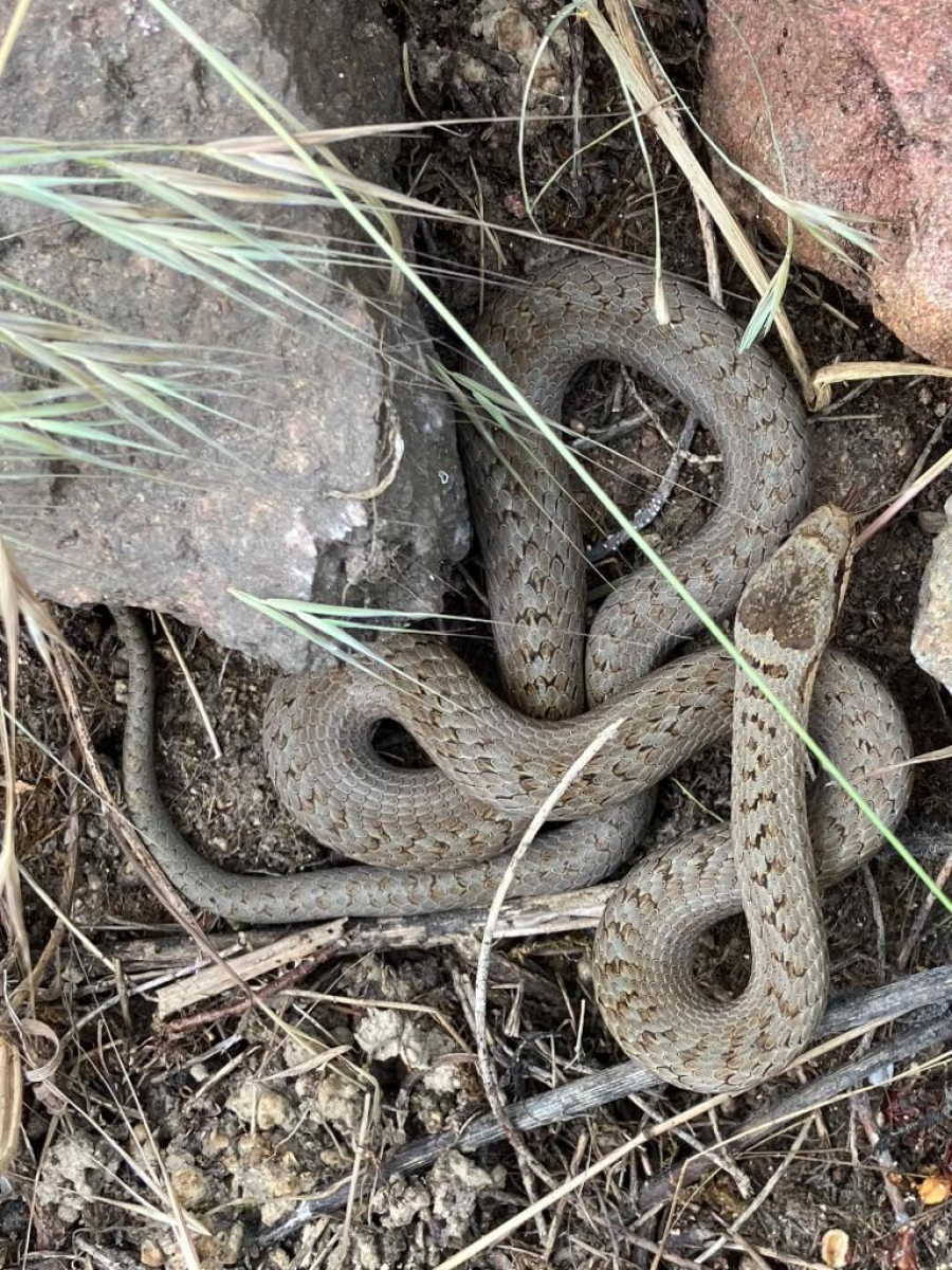 Schlingnatter (Coronella austriaca)