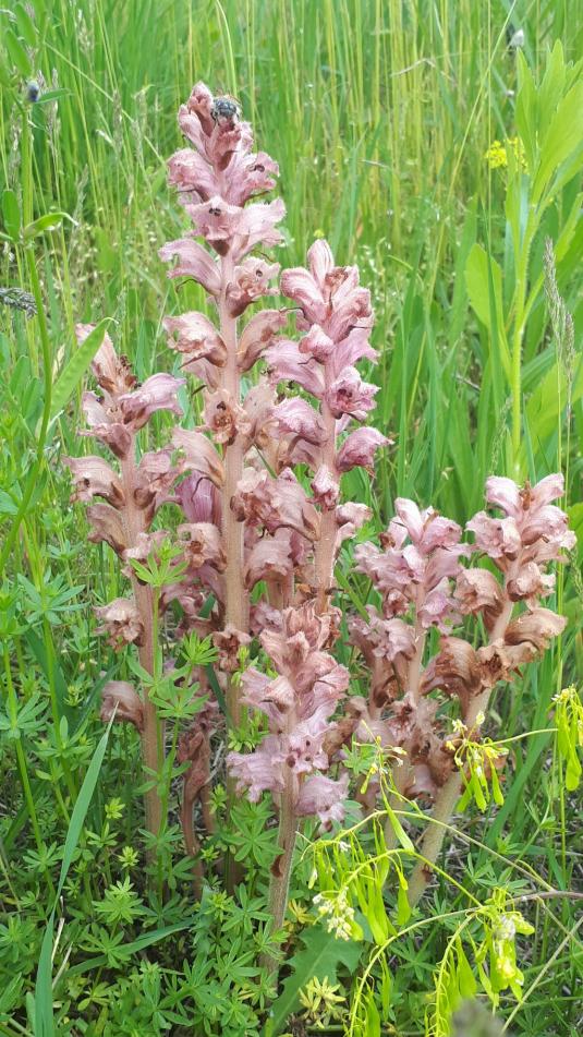 Sommerwurz (Orobanche)