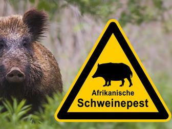 Achtung: Afrikanische Schweinepest!